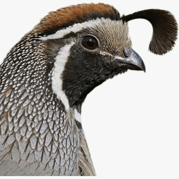 valleyquail